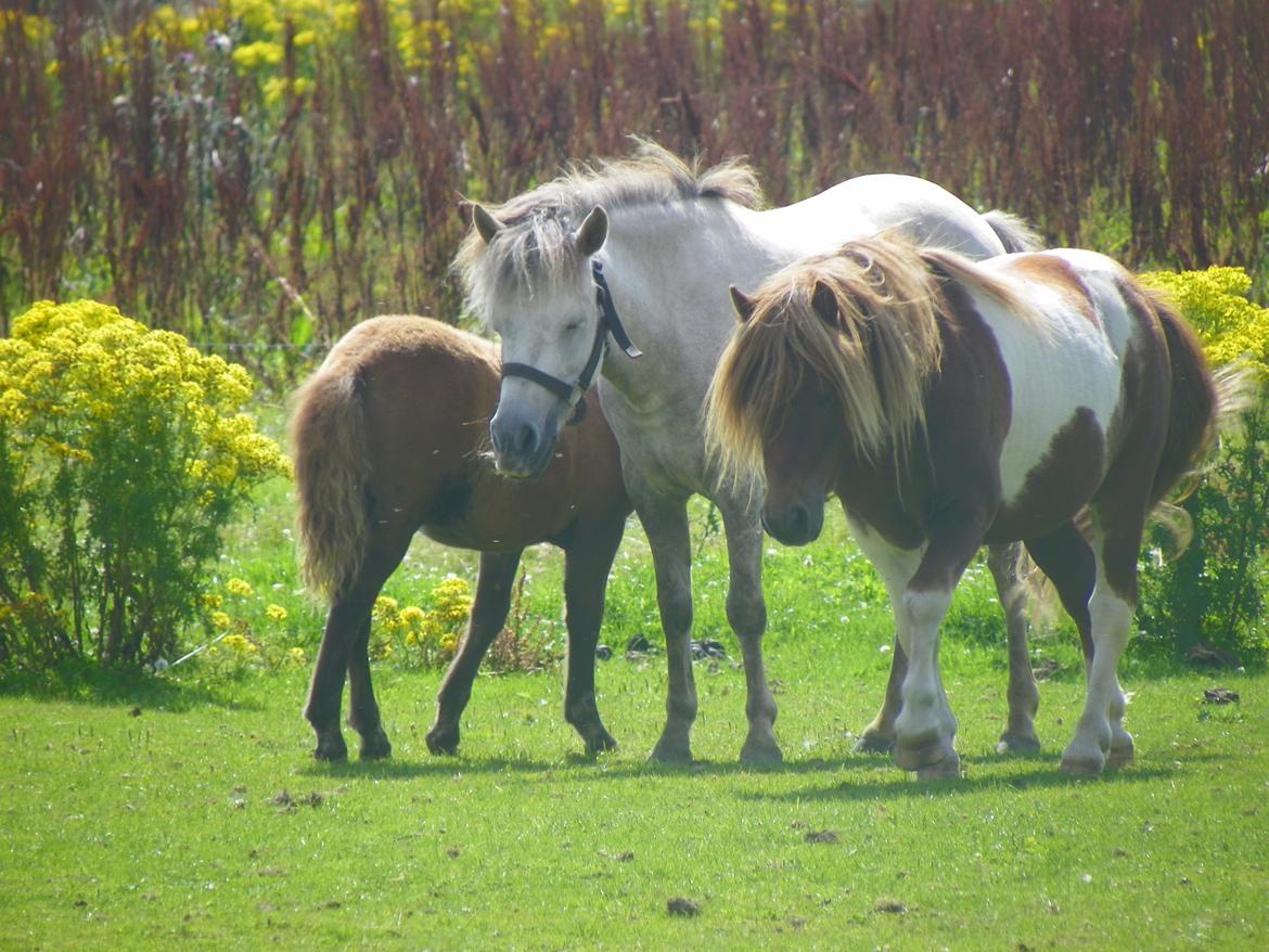 Anden særlig race Flicka - Flicka, Lucky og Elvis - Elvis er far til Lucky :) billede 8