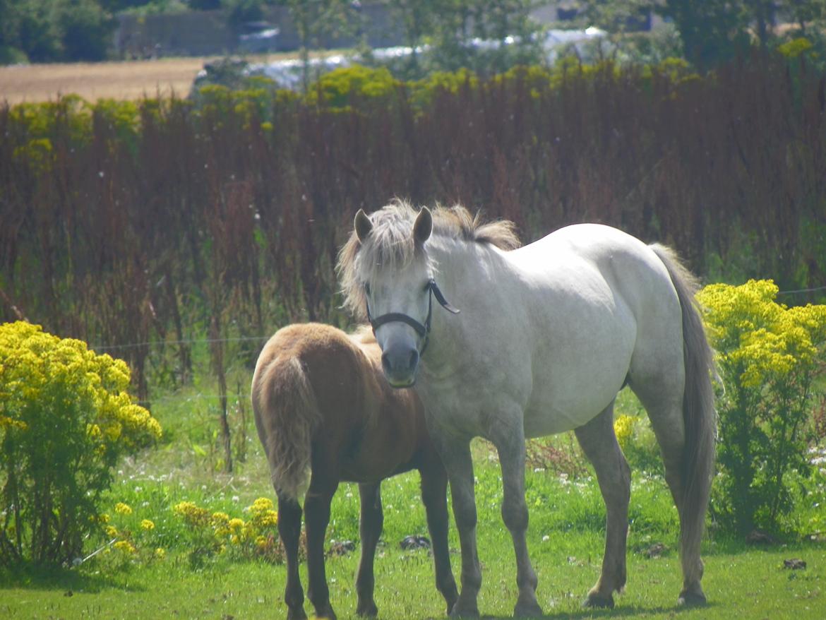 Anden særlig race Flicka billede 9