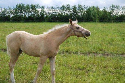 Palomino Solheim's Ramina - RDH Hoppe billede 20