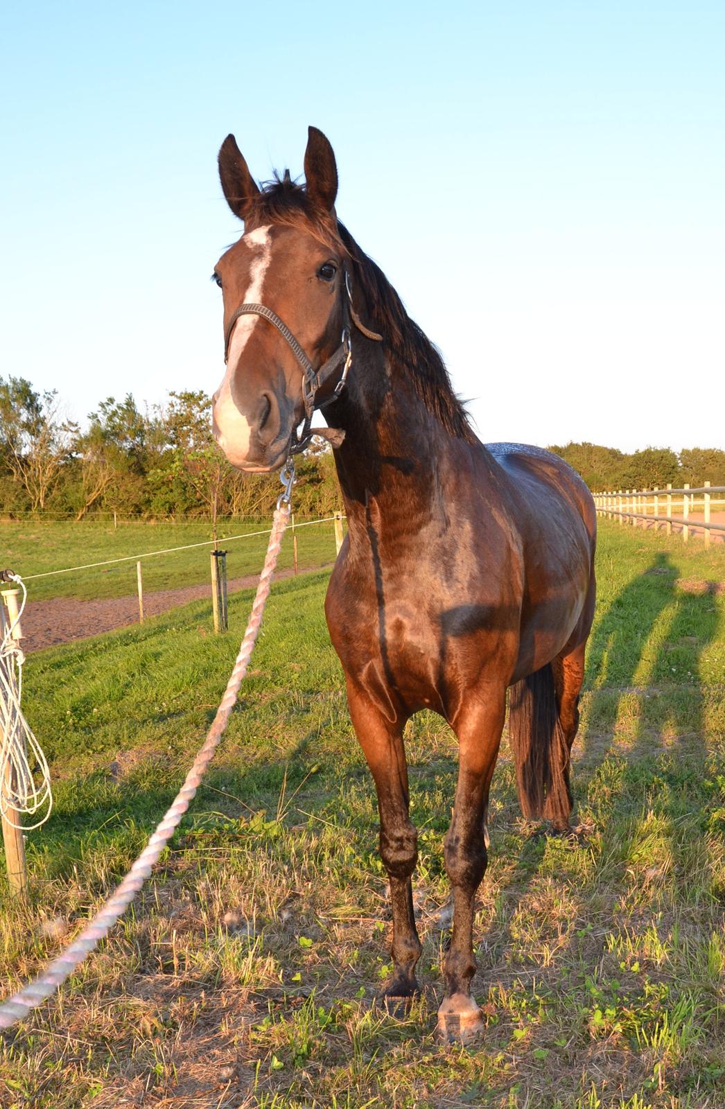 Dansk Varmblod Reloir billede 1