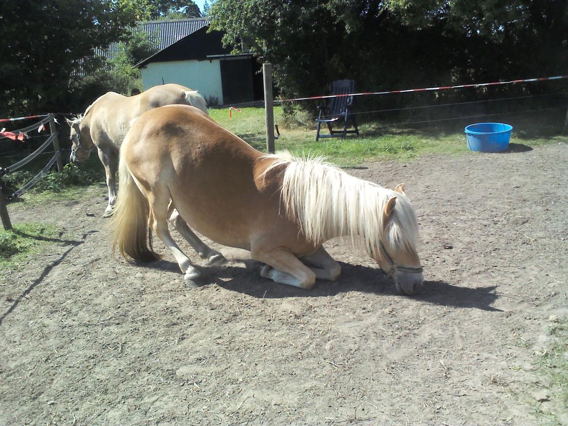 Tyroler Haflinger ICE RØGTERGÅRD billede 18