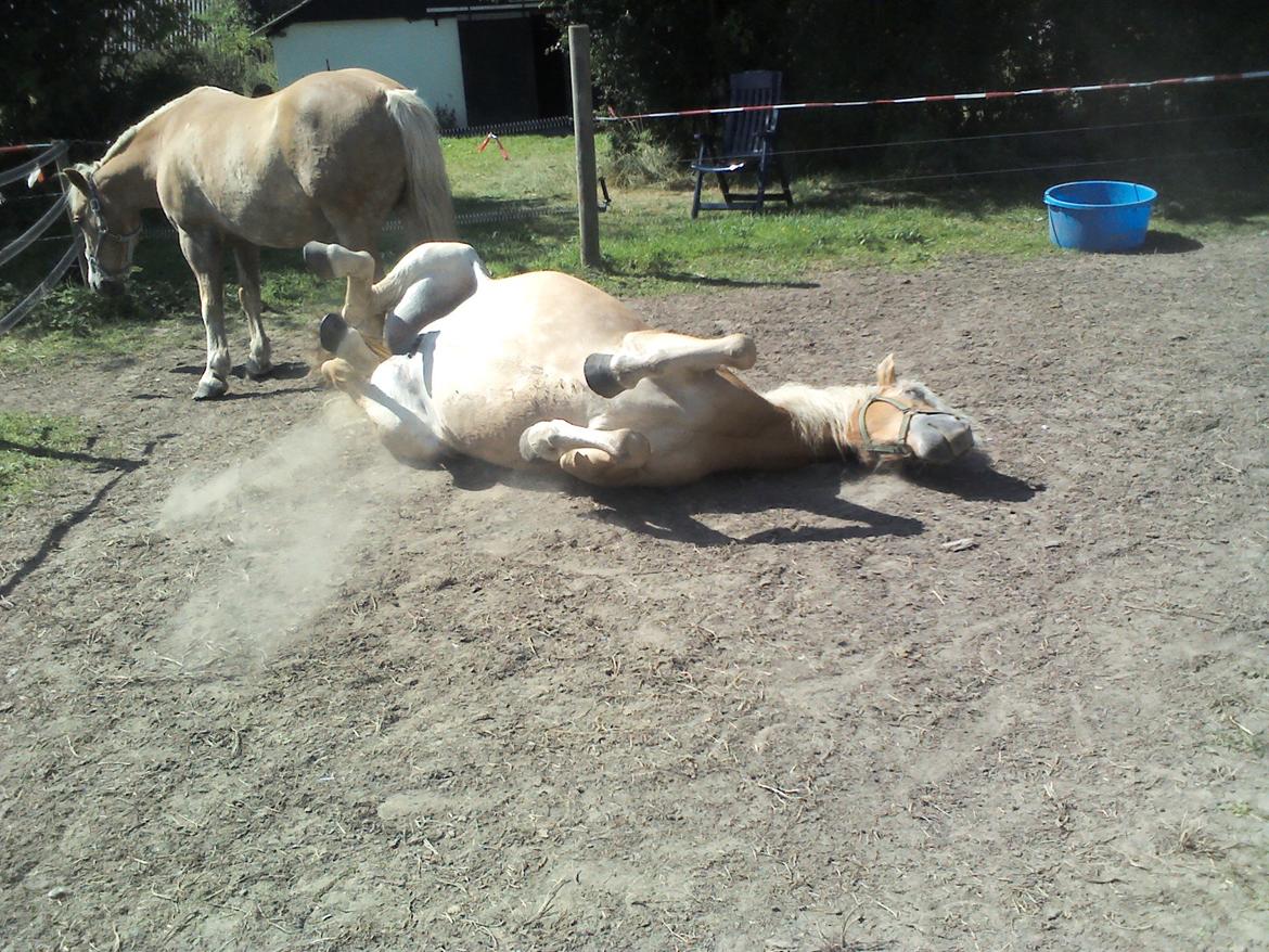 Tyroler Haflinger ICE RØGTERGÅRD billede 19