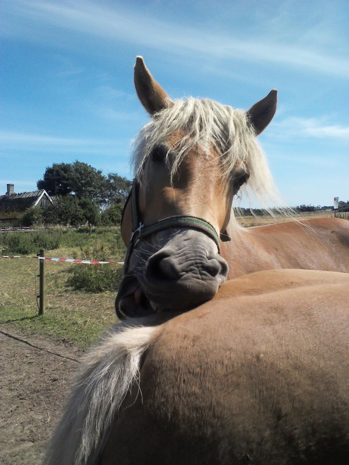 Tyroler Haflinger ICE RØGTERGÅRD billede 20
