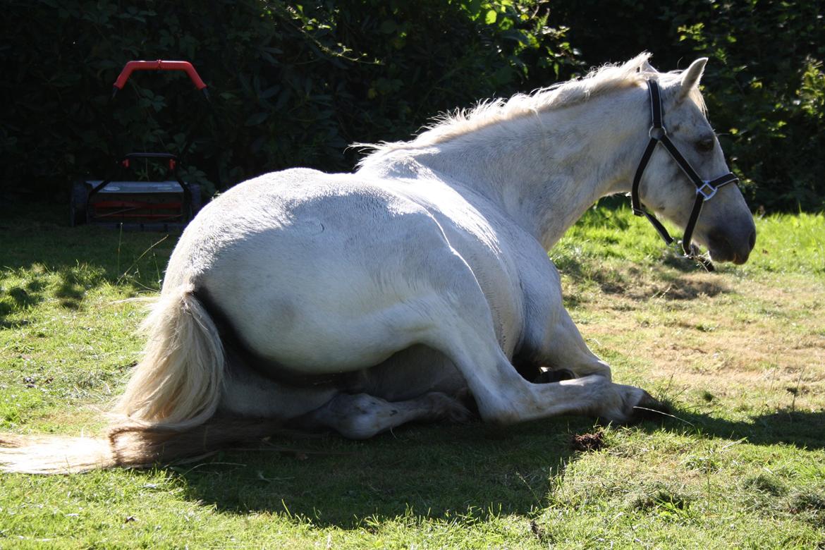 Anden særlig race Miggi - puhaa det er hårdt at lave noget xD 15-08-2012 billede 15