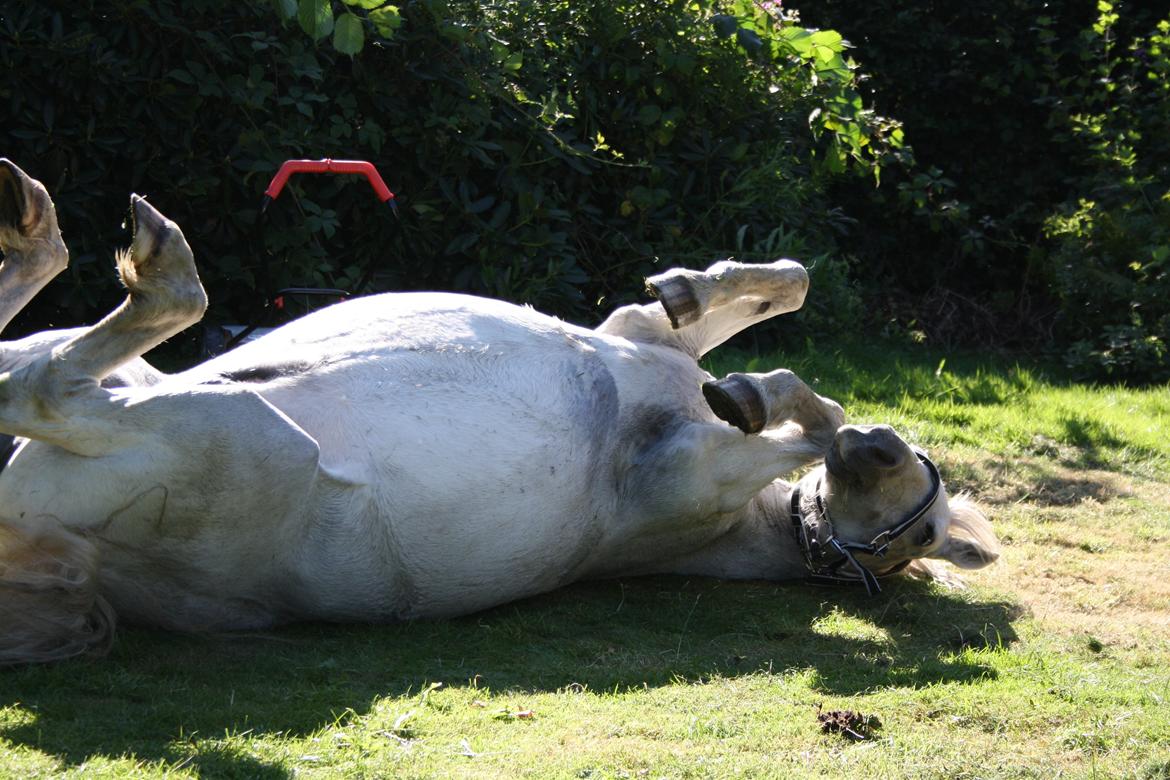 Anden særlig race Miggi - ahh lækkert med en rulletur :D 15-08-2012 billede 4