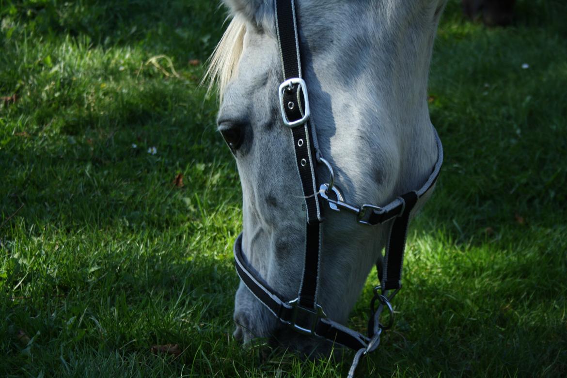Anden særlig race Miggi - Velkommen til! :D billede 1