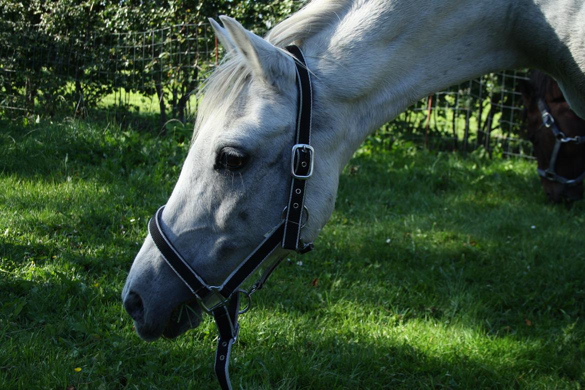Anden særlig race Miggi billede 6