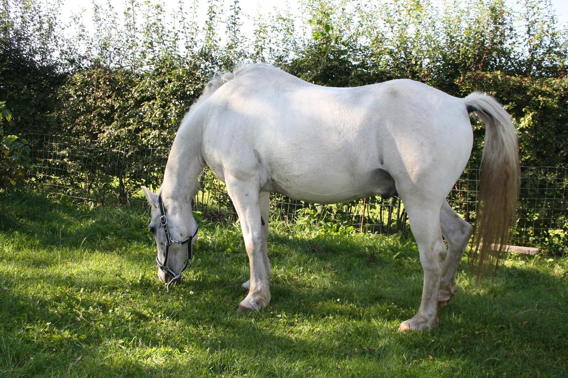 Anden særlig race Miggi billede 16