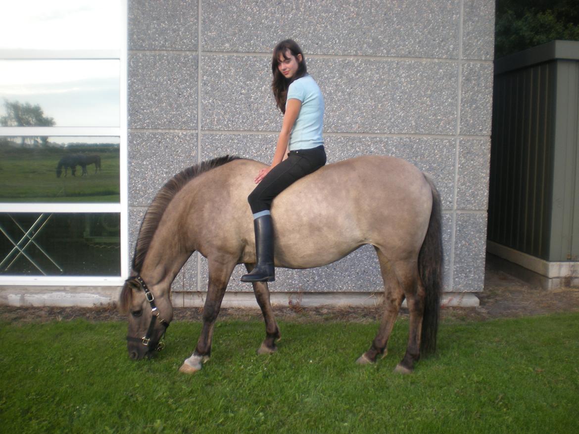 Konik Polski Putte Futte billede 2