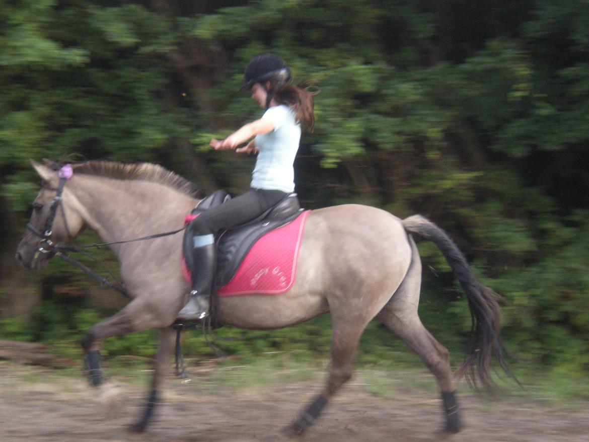 Konik Polski Putte Futte billede 3