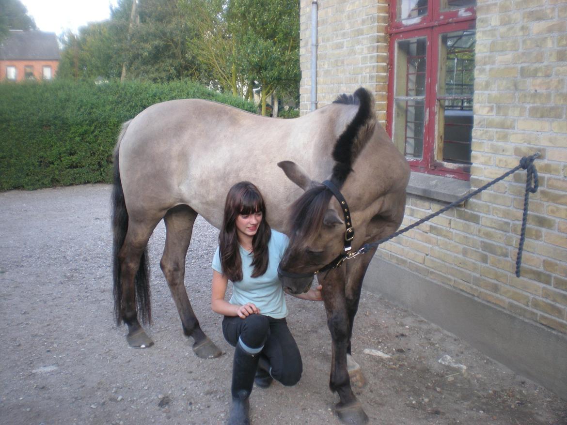 Konik Polski Putte Futte billede 4