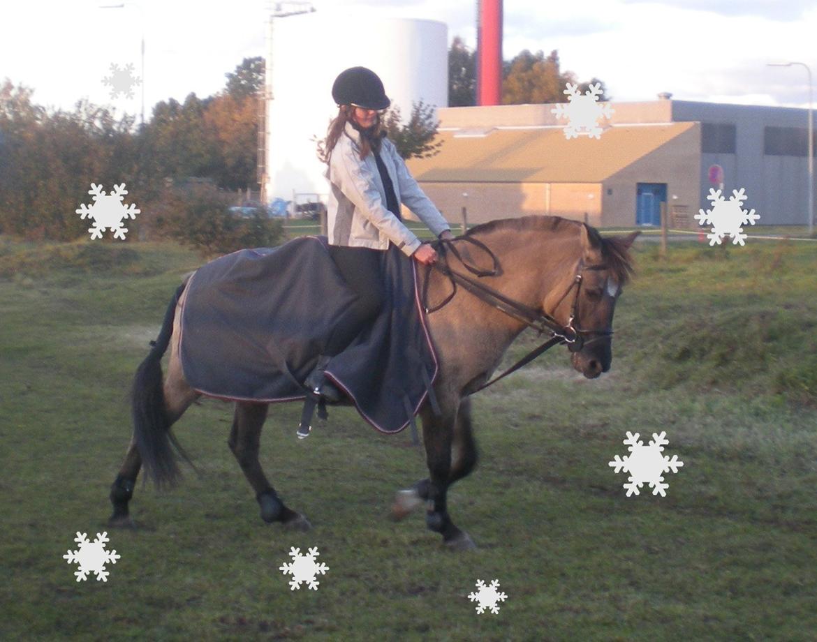 Konik Polski Putte Futte billede 8