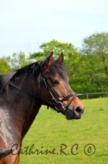 Anden særlig race Jannie<3 - Man kan sige meget om dig, men når du springer, smitter din glæde;)<3<3 billede 14