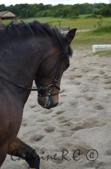 Anden særlig race Jannie<3 - Du ka jo godt, når du vil!<3 billede 16