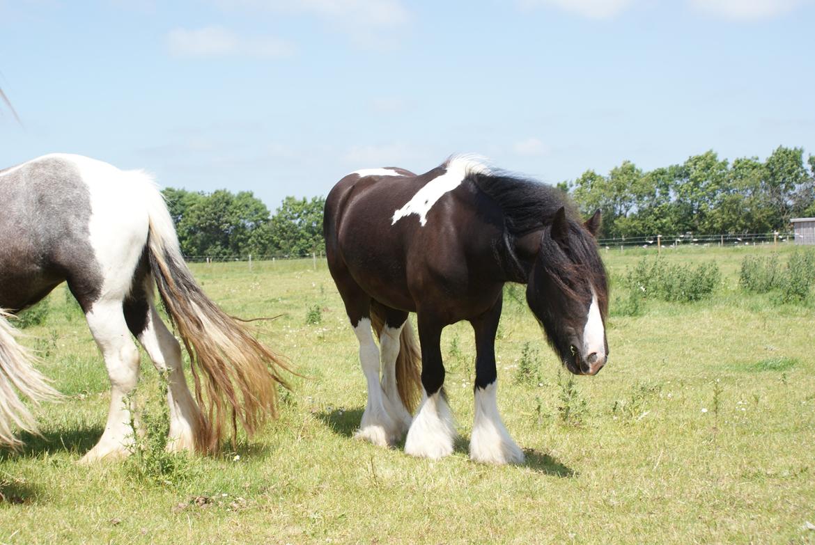 Irish Cob Bisgaards Norah billede 8