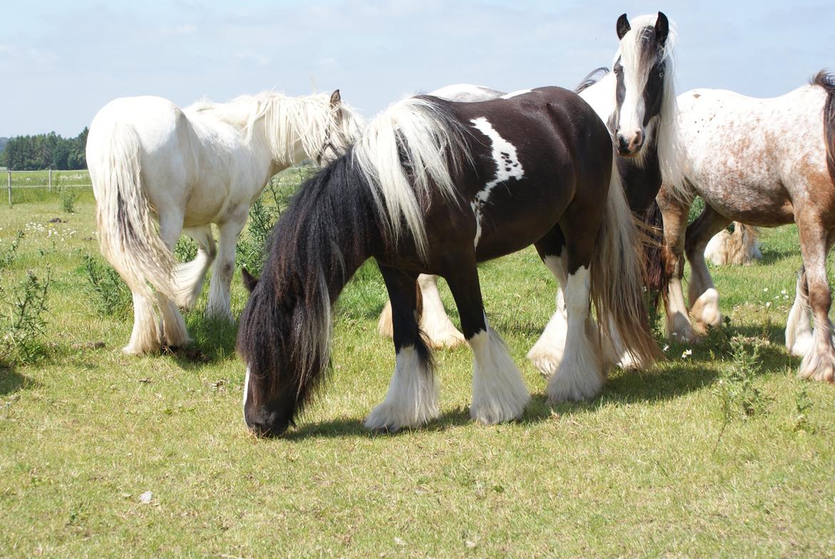 Irish Cob Bisgaards Norah billede 9