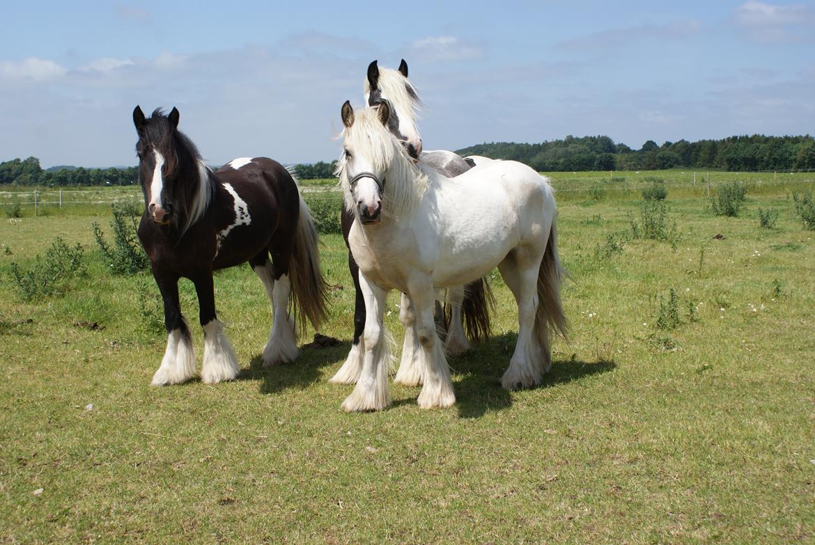 Irish Cob Bisgaards Norah billede 10