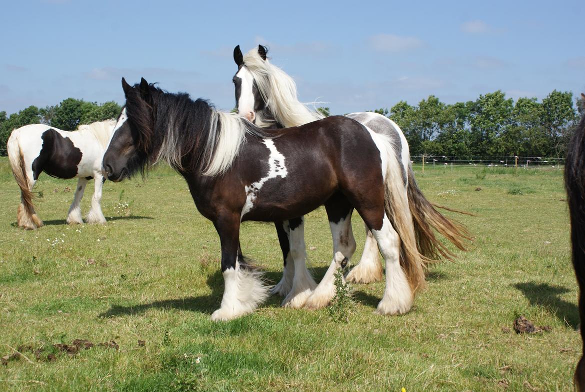 Irish Cob Bisgaards Norah billede 11