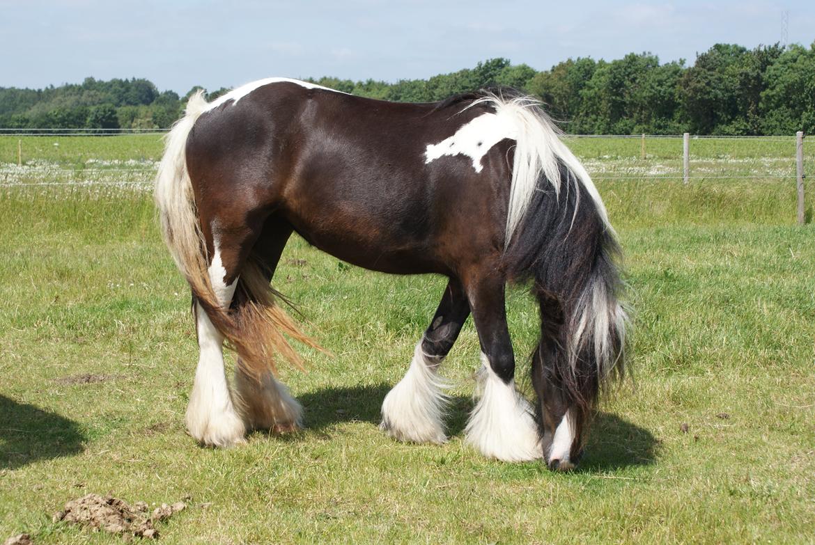 Irish Cob Bisgaards Norah billede 1