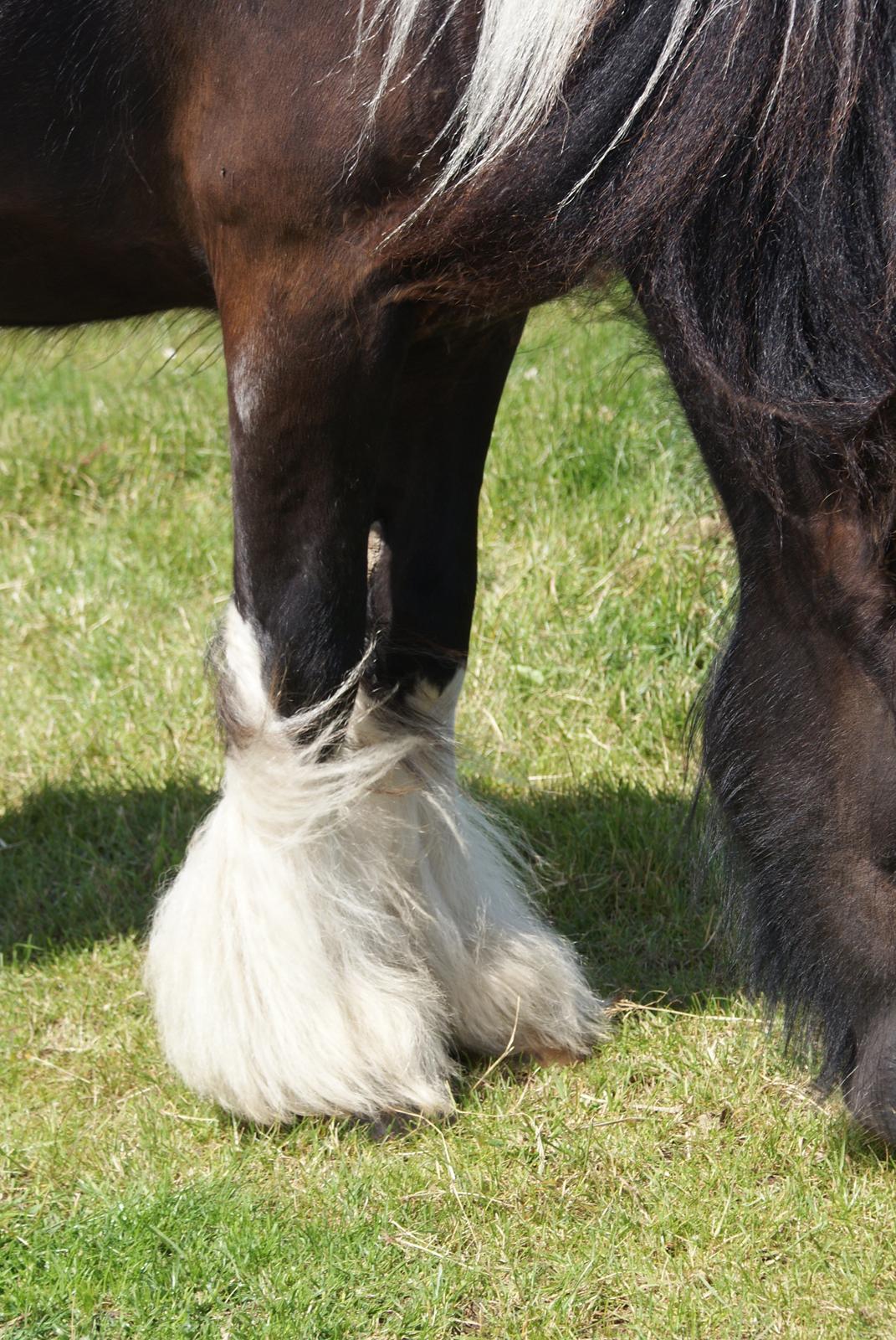 Irish Cob Bisgaards Norah billede 12