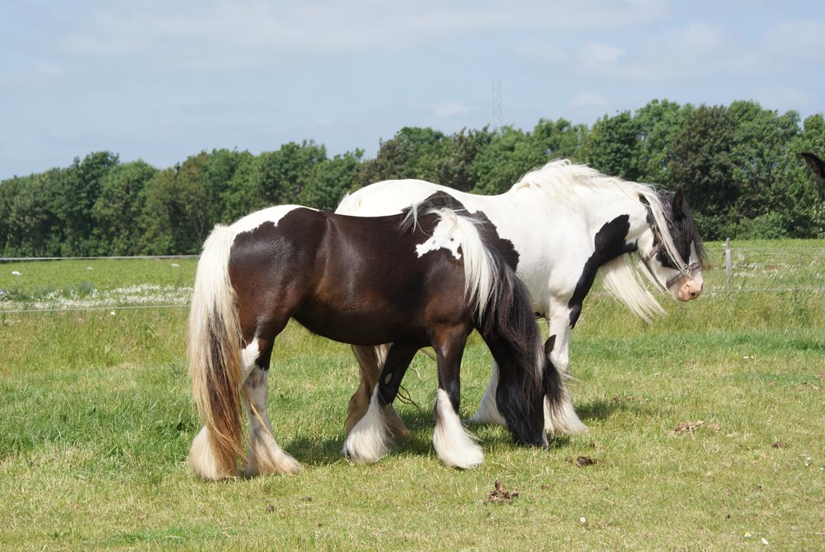 Irish Cob Bisgaards Norah billede 13