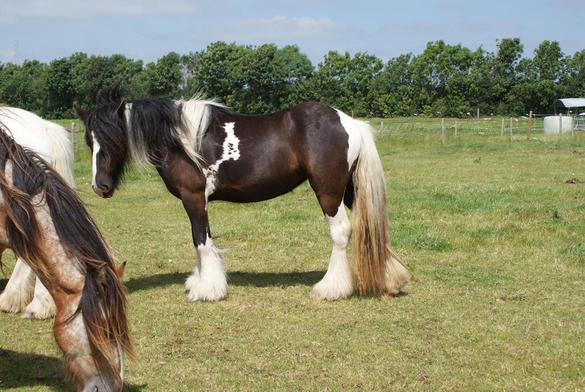 Irish Cob Bisgaards Norah billede 14