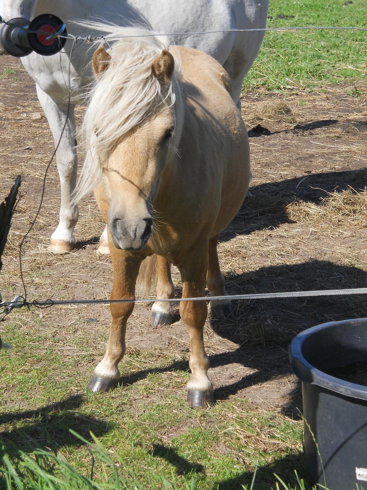 Shetlænder Junker billede 11
