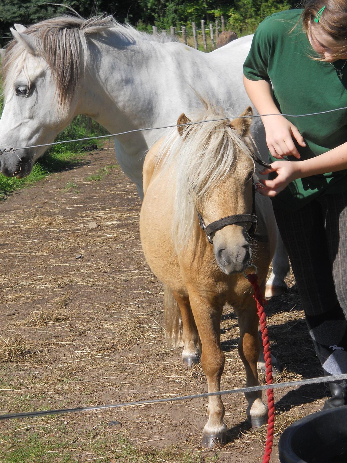 Shetlænder Junker billede 12