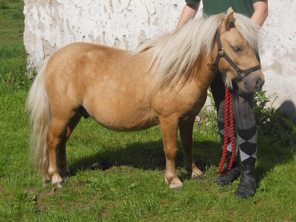 Shetlænder Junker billede 14