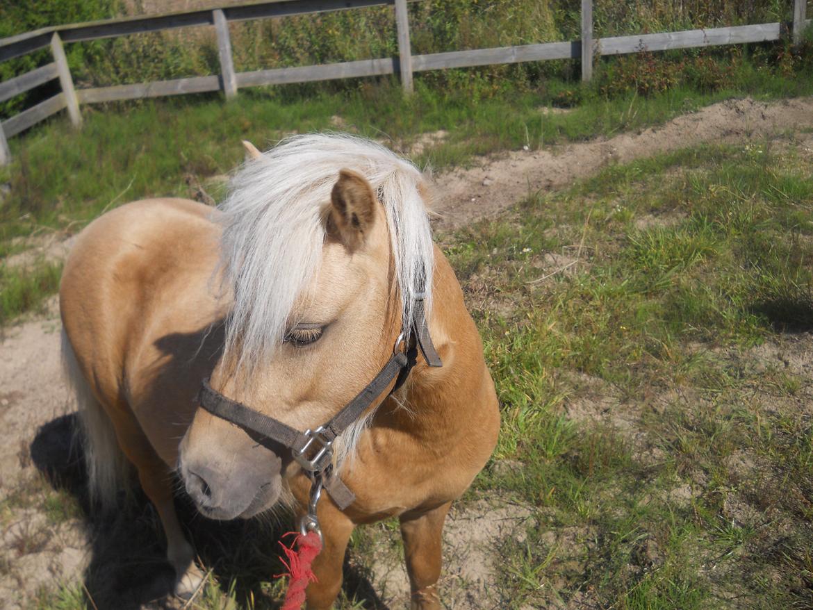 Shetlænder Junker billede 15
