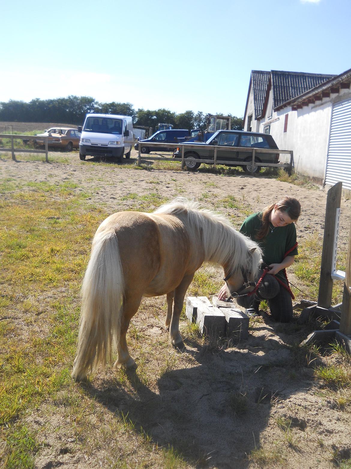 Shetlænder Junker billede 16