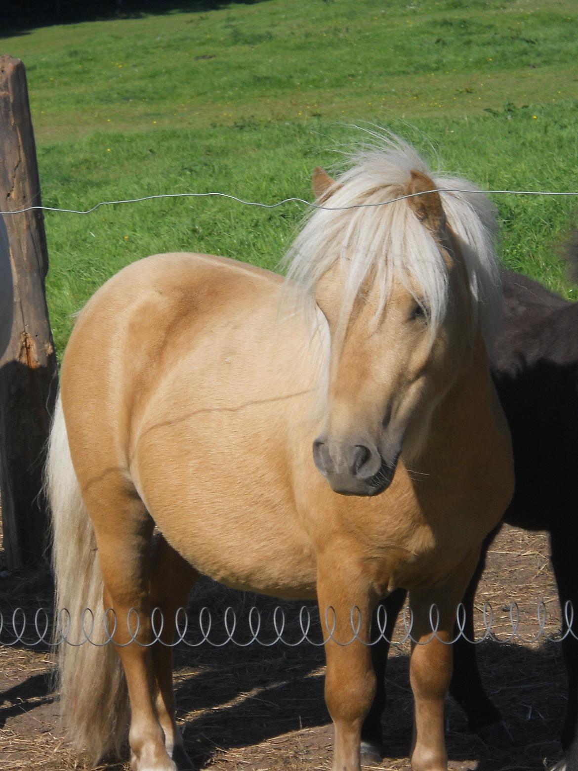 Shetlænder Junker billede 2