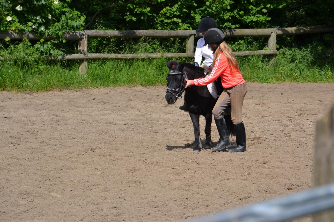 Shetlænder Tulle billede 10