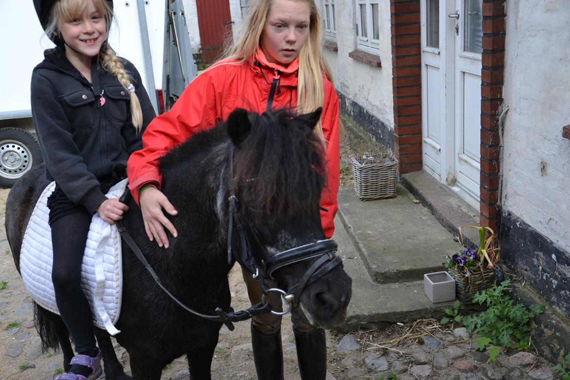 Shetlænder Tulle - Velkommen til Tulles profil  billede 1