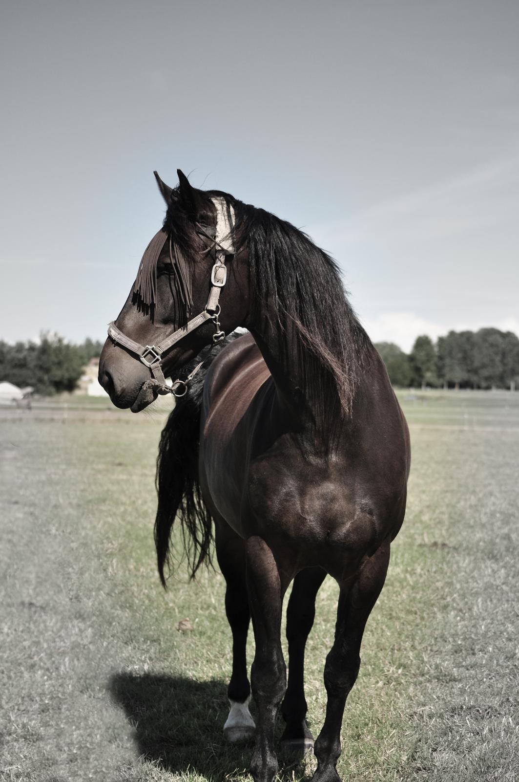 Oldenborg Sigersholmgårds Uno-boy - Force can never produce anything beautiful. We cannot use force with our horse. If we want to see the beauty of his natural movement, we have to treat, handle and respect him as our friend. And what a friend he can be. billede 13