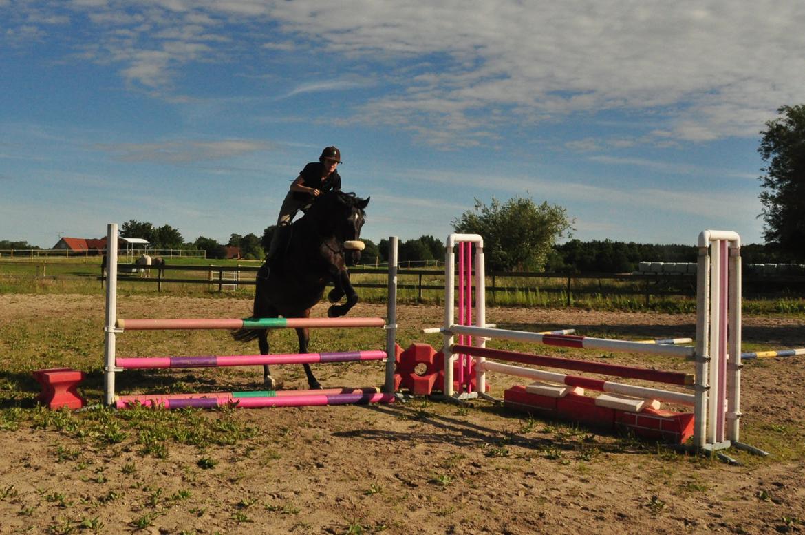 Oldenborg Sigersholmgårds Uno-boy - What we do is only worthwhile if it is done in a spirit of joy and adventure, for ourselves and for our horses. billede 14