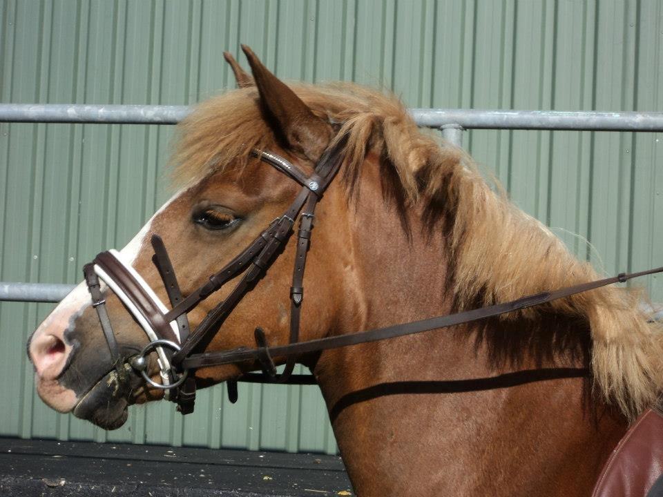 Anden særlig race Fie - Et af de bedste billeder af Fie<3 billede 5