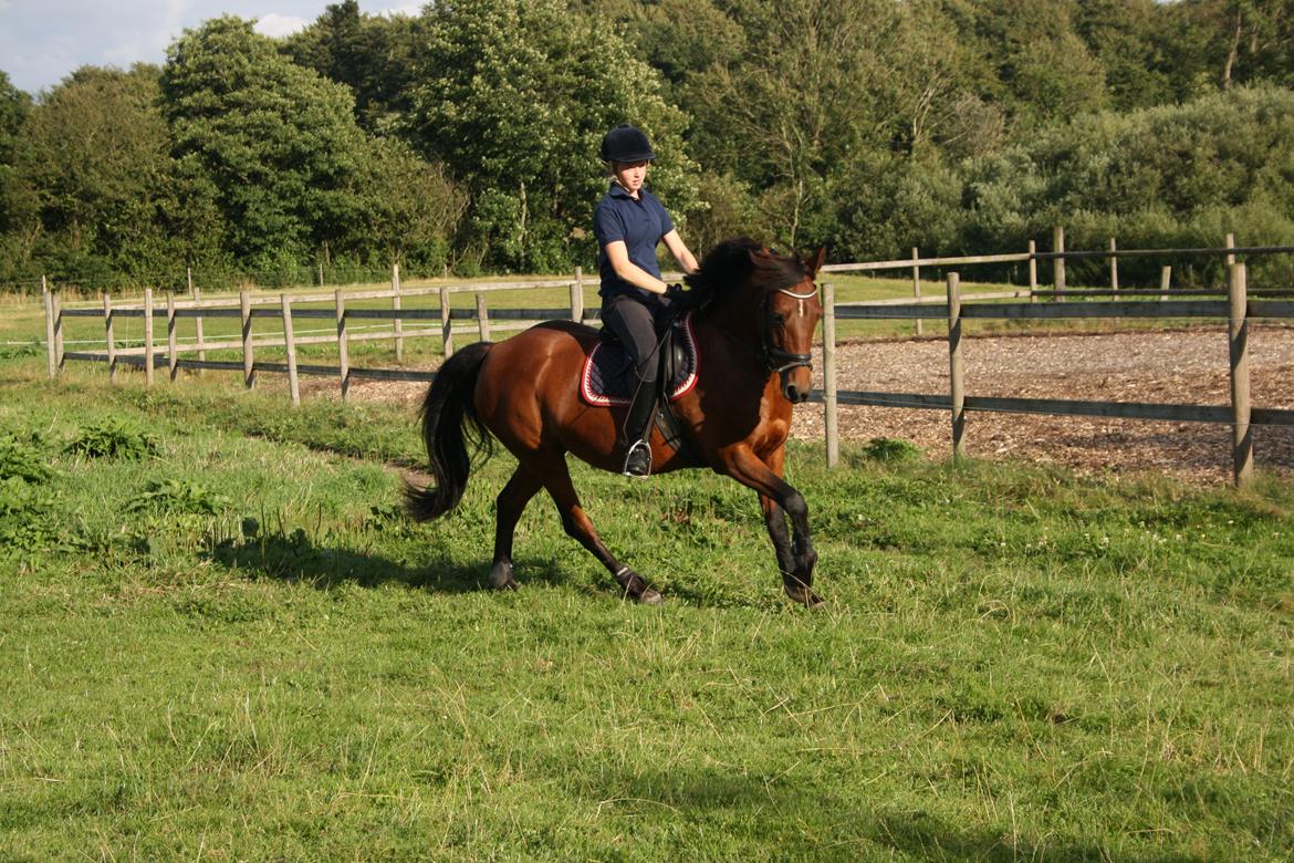 Anden særlig race Christiansejes Peanut billede 19