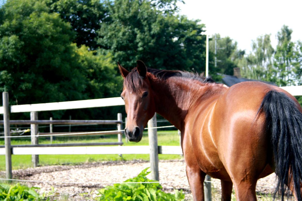 Anden særlig race Christiansejes Peanut billede 20