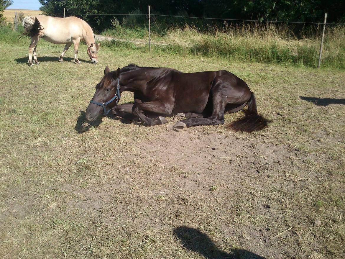 Dansk Varmblod Ryttergaardens Lawinsky solgt billede 4