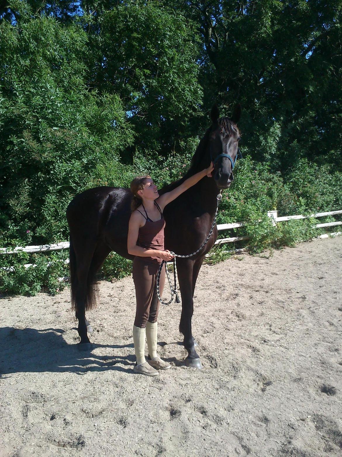 Dansk Varmblod Ryttergaardens Lawinsky solgt billede 5