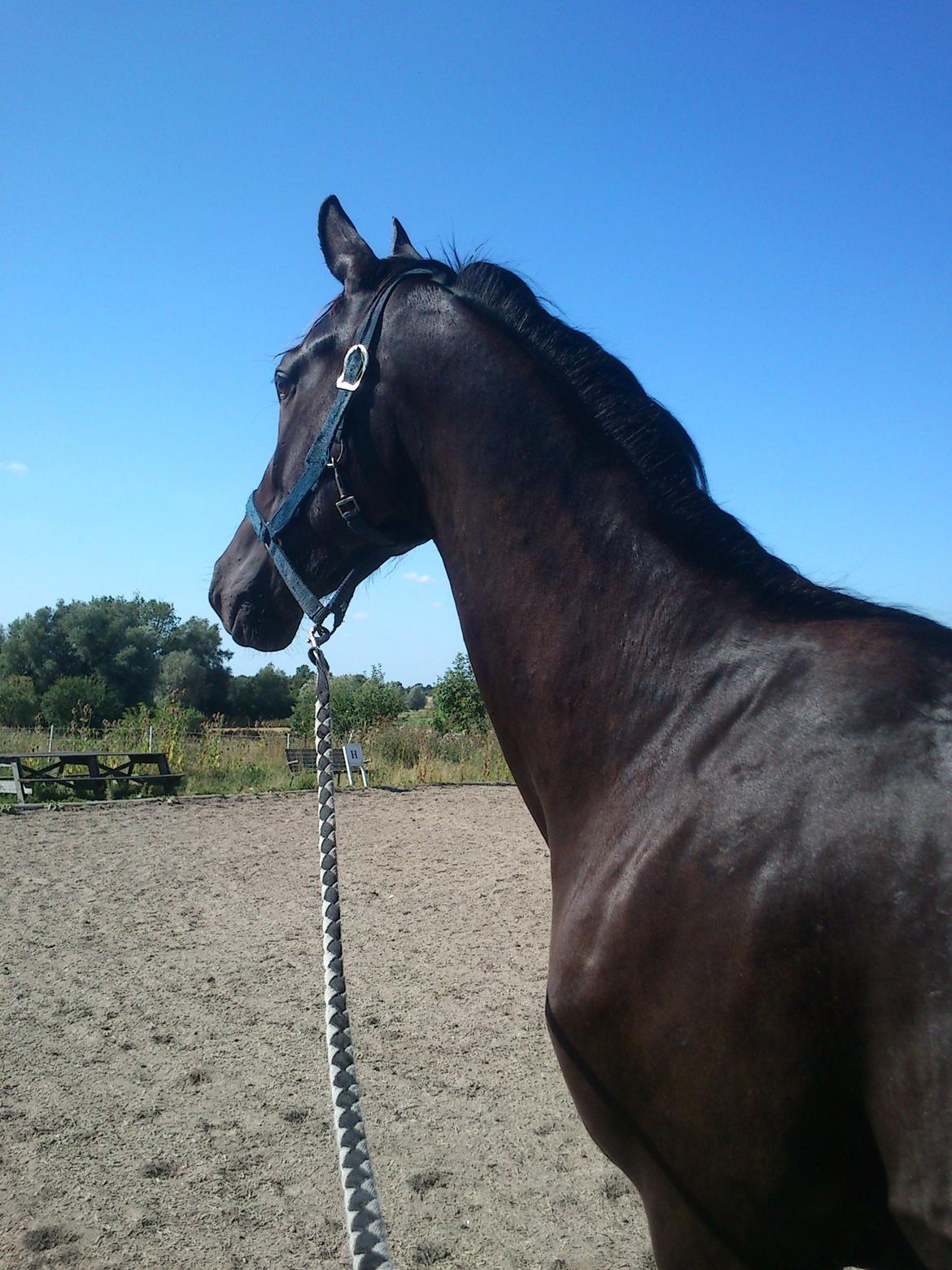 Dansk Varmblod Ryttergaardens Lawinsky solgt billede 7