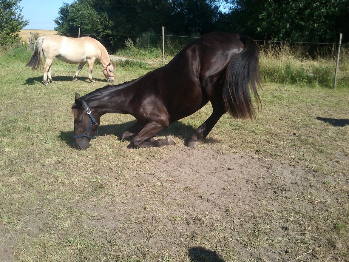 Dansk Varmblod Ryttergaardens Lawinsky solgt - Skal lige rulle sig efter sit bad billede 8