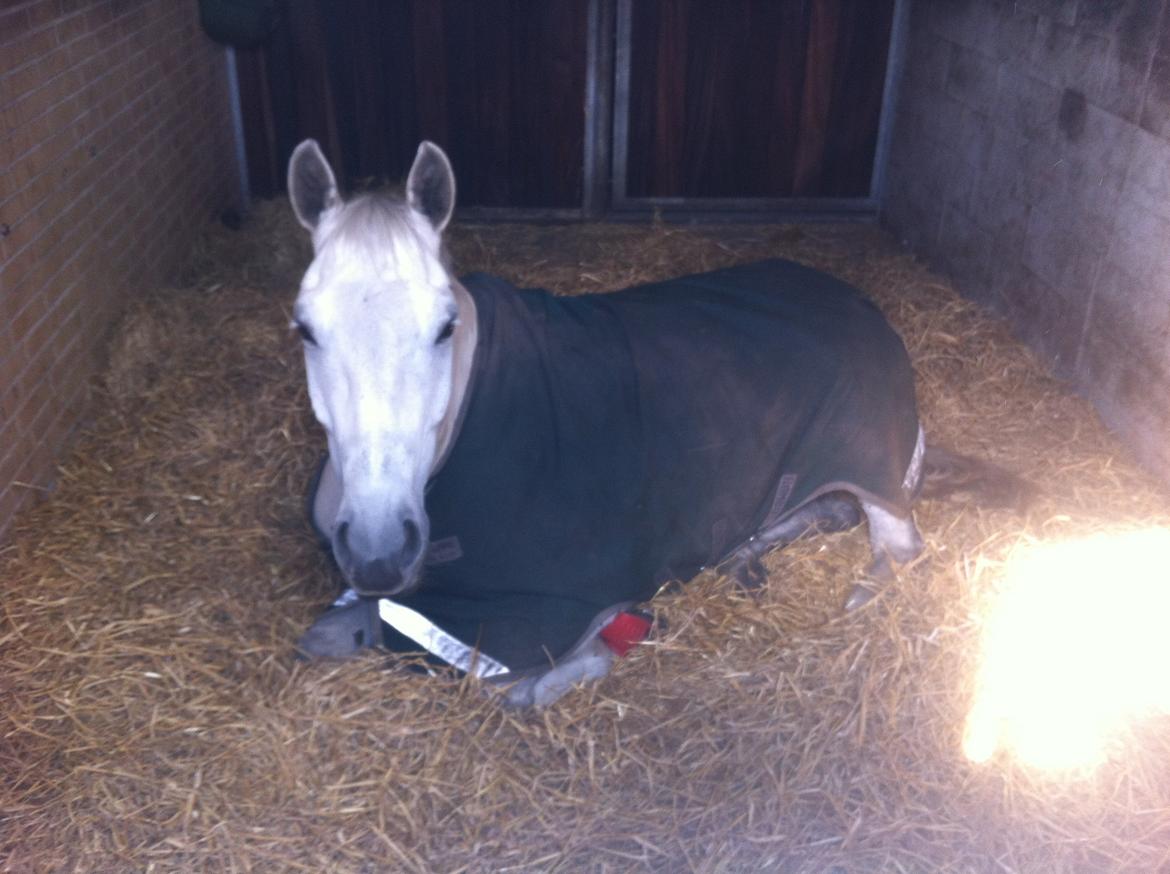 Trakehner Hilfiger - Tager lige en slapper i boksen efter at have været på fold om natten billede 2