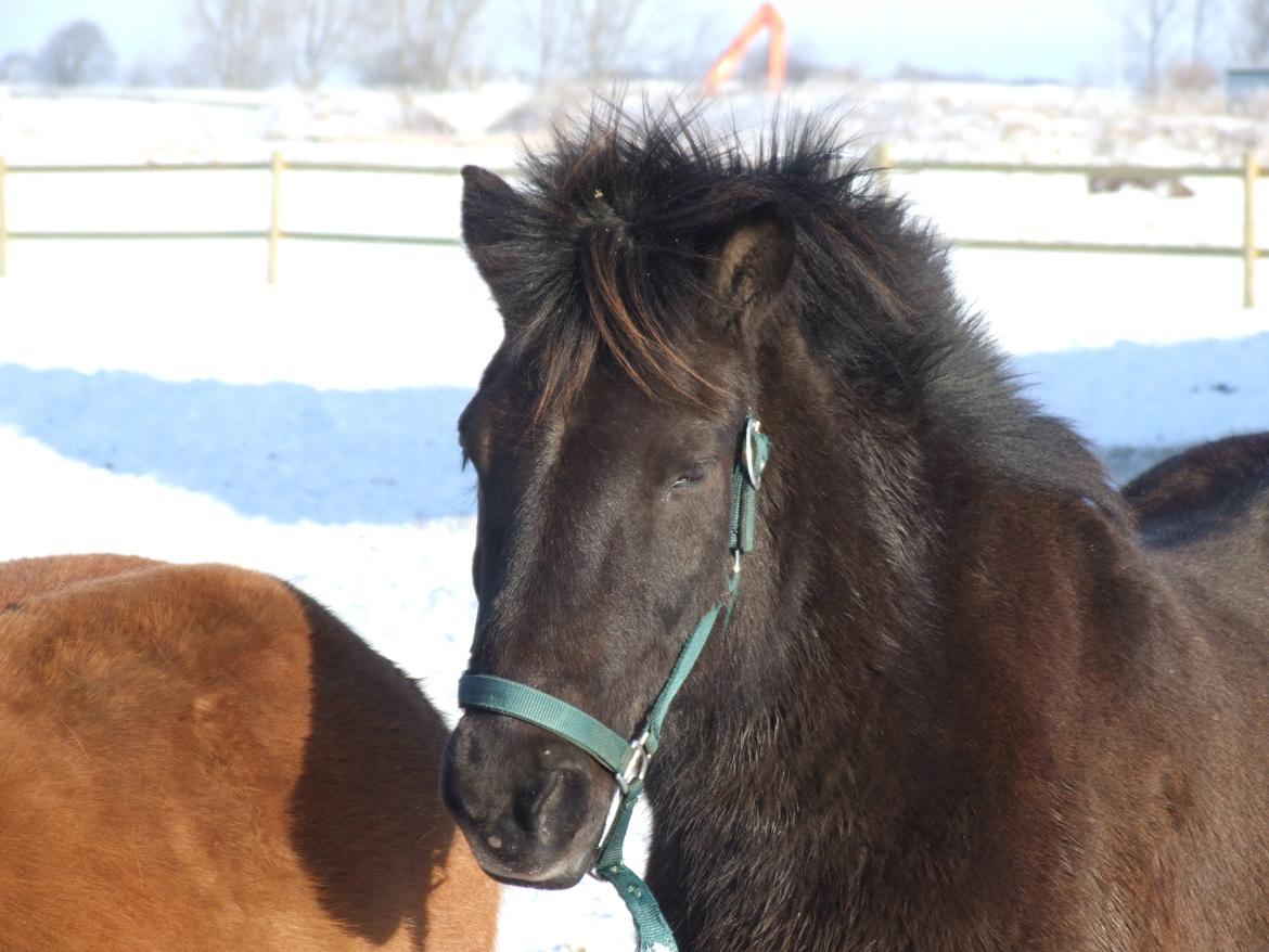 Islænder Glæsir Fra Tvis R.I.P :'(  - En lille vinter hest .) billede 1
