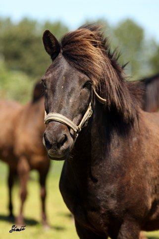 Islænder Glæsir Fra Tvis R.I.P :'(  - Han er da så fin :) billede 2