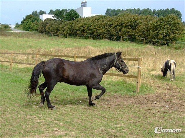 Islænder Glæsir Fra Tvis R.I.P :'(  - En lille løbetur på folden :) billede 3