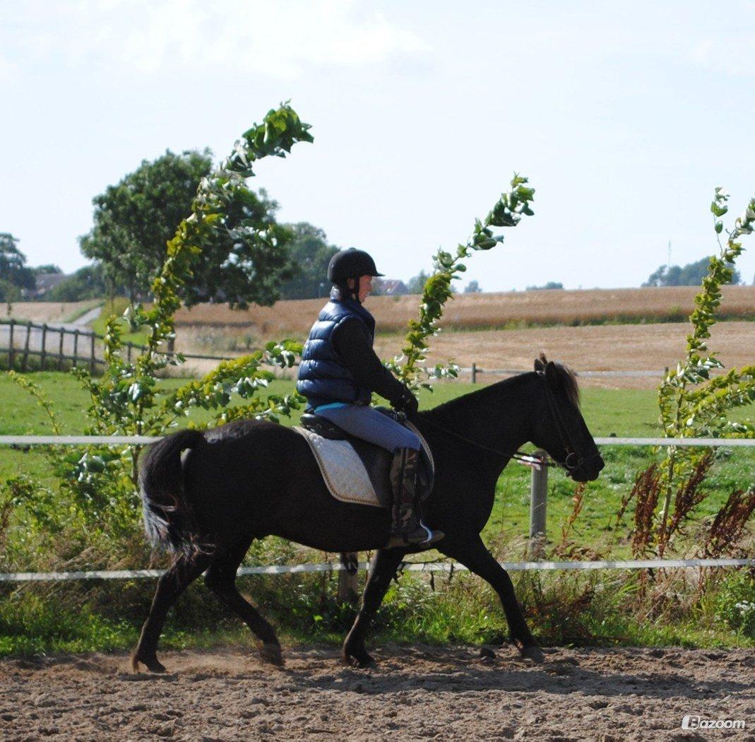 Islænder Glæsir Fra Tvis R.I.P :'(  - En af de første gange jeg red ham ;) billede 4