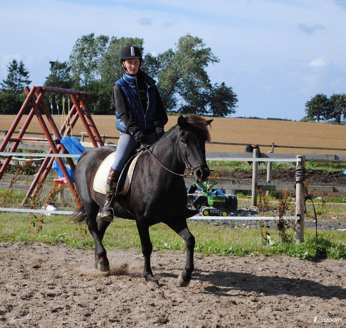 Islænder Glæsir Fra Tvis R.I.P :'(  - Han var så sød :) billede 5