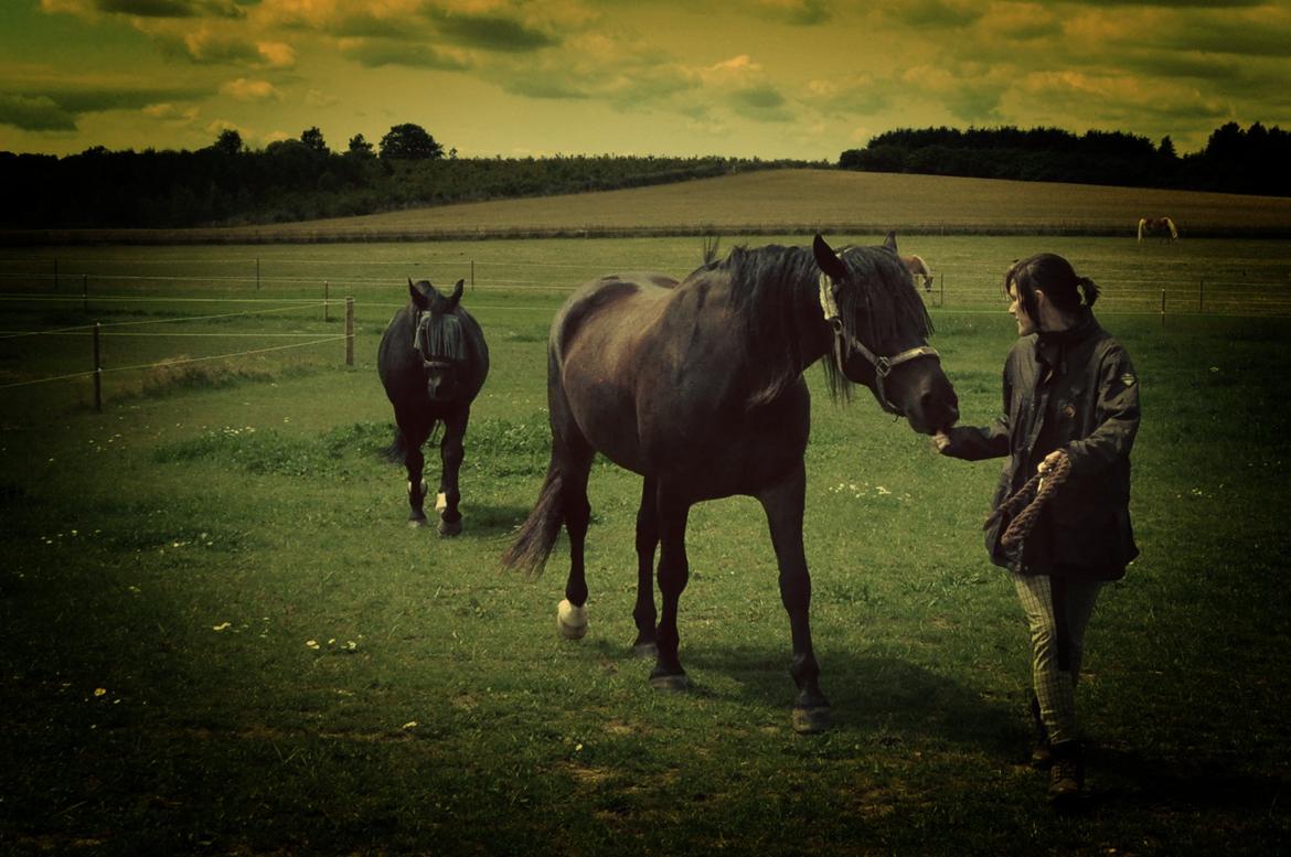 Oldenborg Sigersholmgårds Uno-boy - A stubborn horse walks behind you, an impatient horse walks in front of you, but a noble companion walks beside you. billede 5